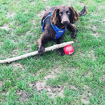 dog with ball