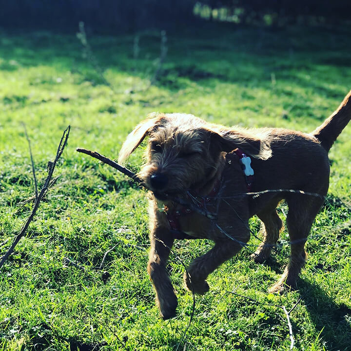 dog with stick