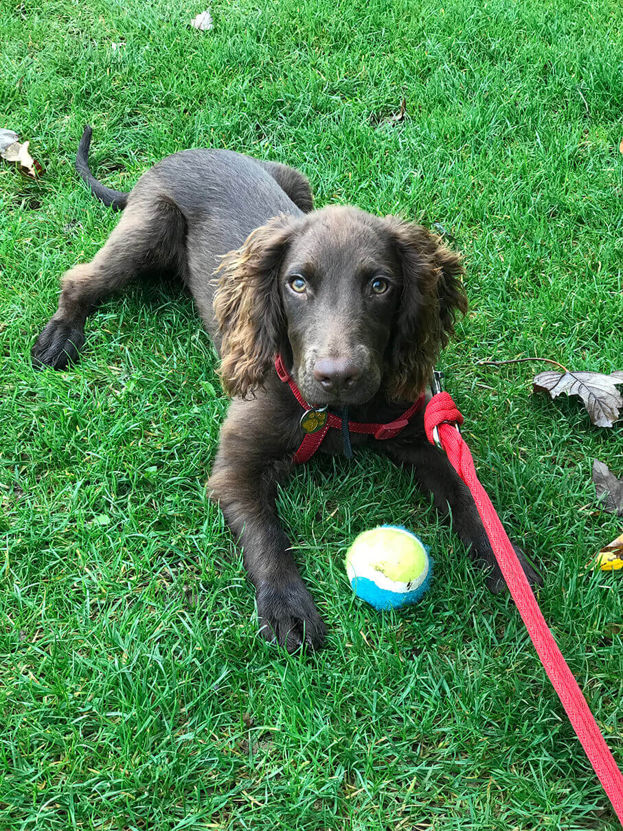 dog with ball