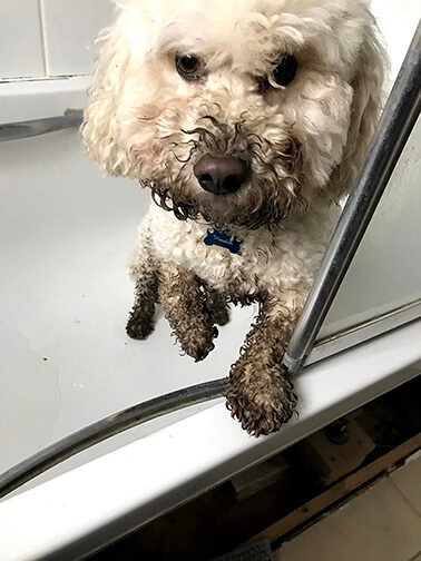 dog in bath