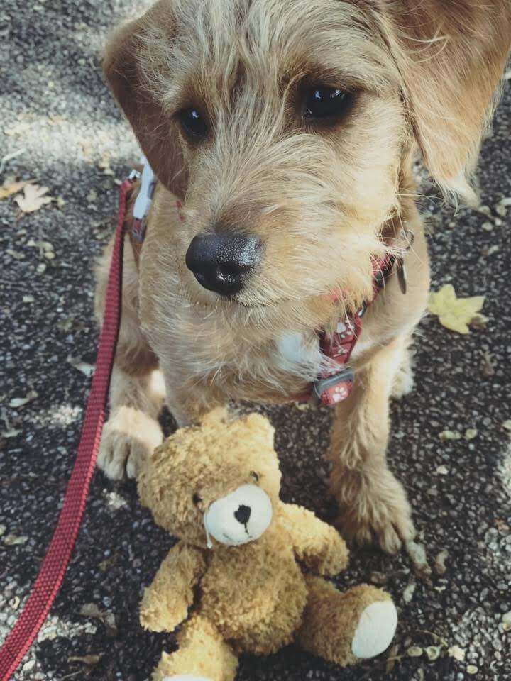 dog with teddy bear