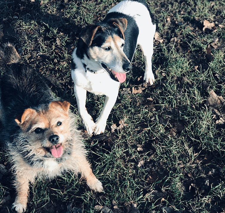 Energetic Rumpole And Tilly