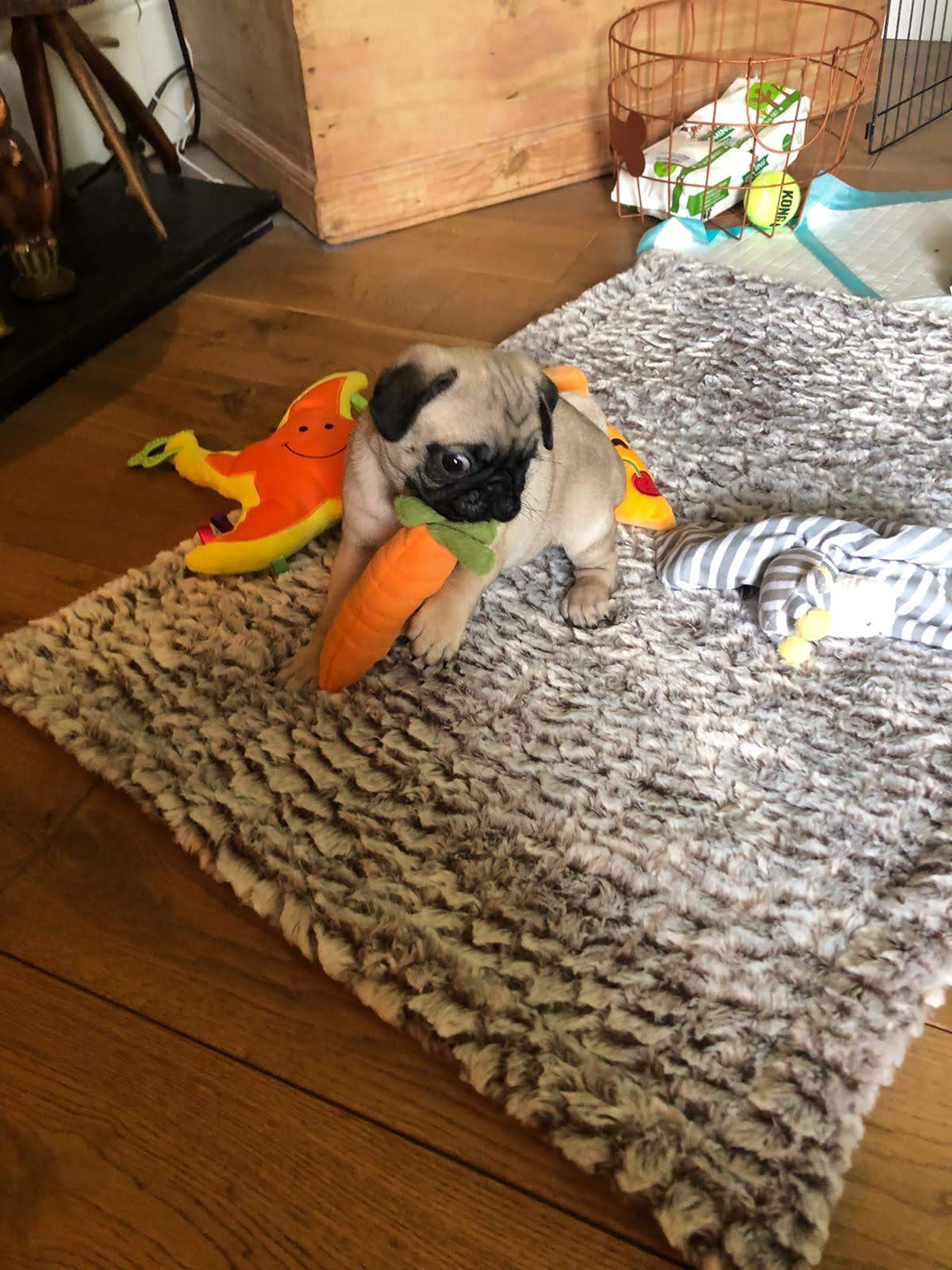 pug puppy enrichment