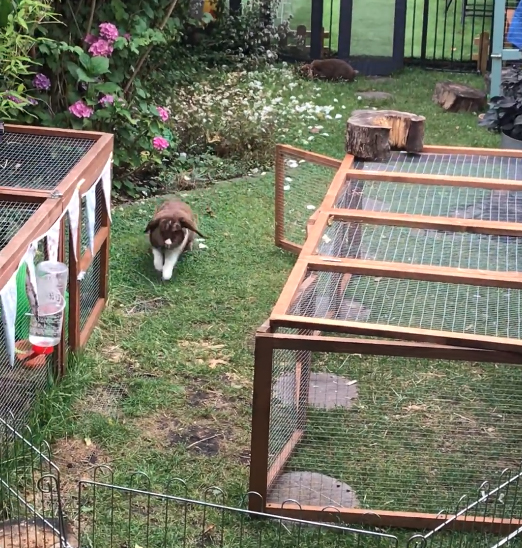 rabbit enrichment