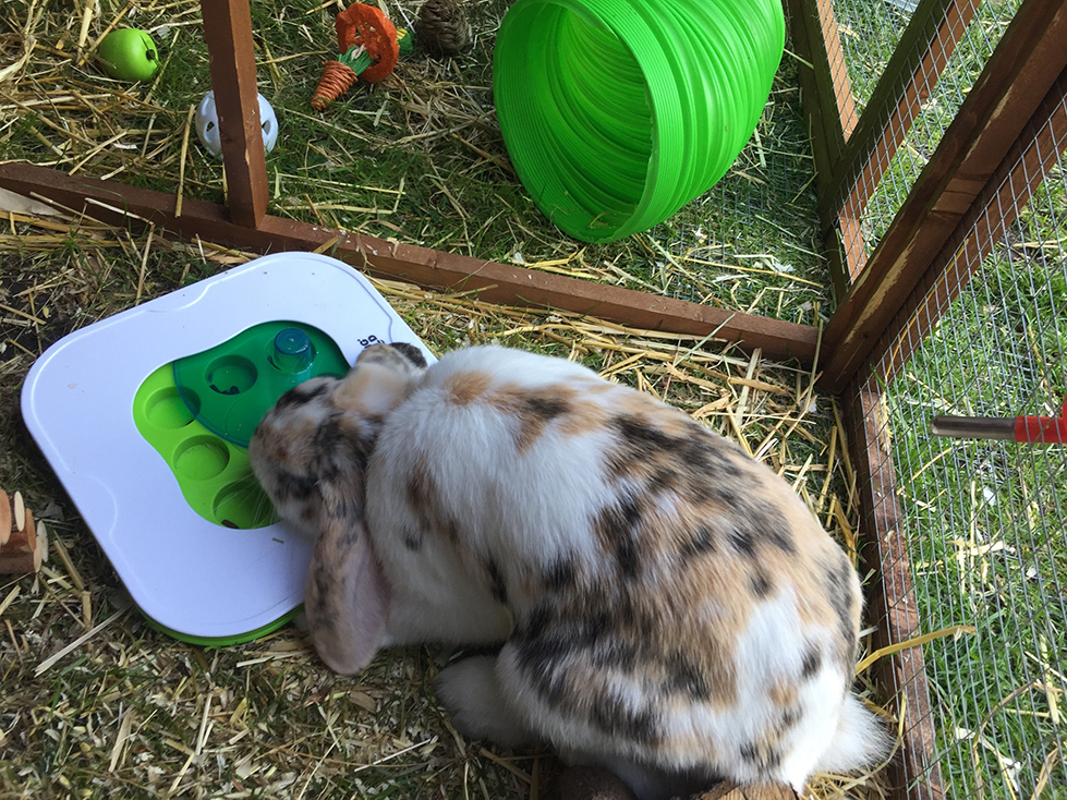 rabbit enrichment