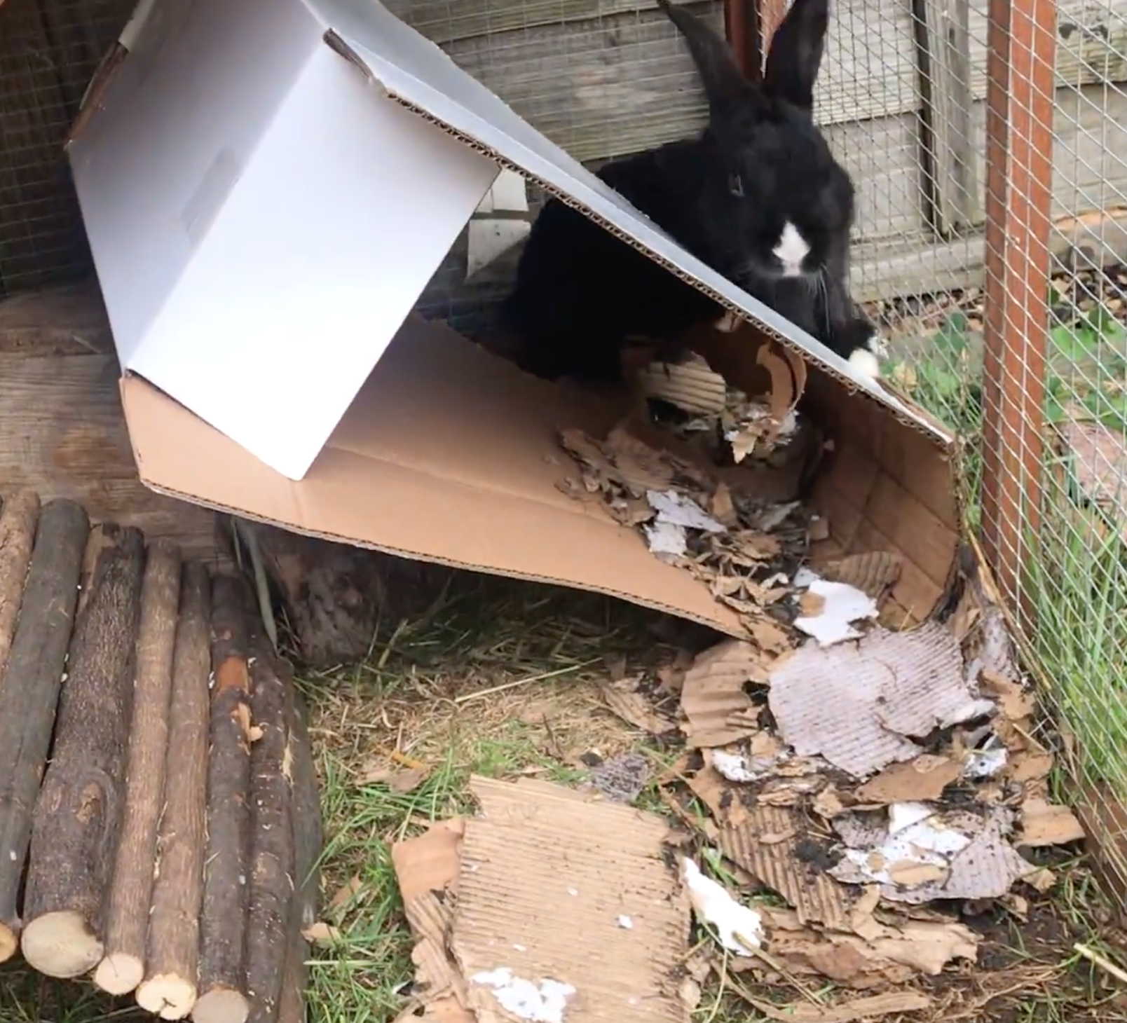 rabbit enrichment